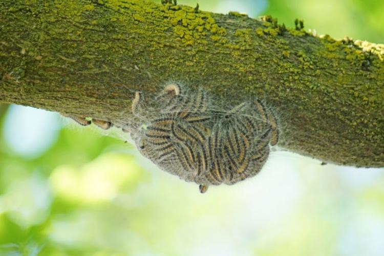 Oak processionary moth: Avoid rashes in humans and animals
