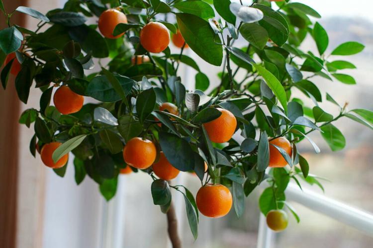 Winter Hard Orange Tree thrives always easy Care zitruspflanze 