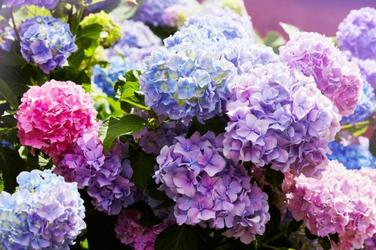 Hydrangea Flowering: What To Do If The Plant Doesn’t Bloom?