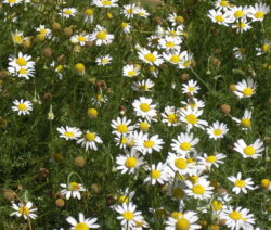 Chamomile: the queen of medicinal herbs