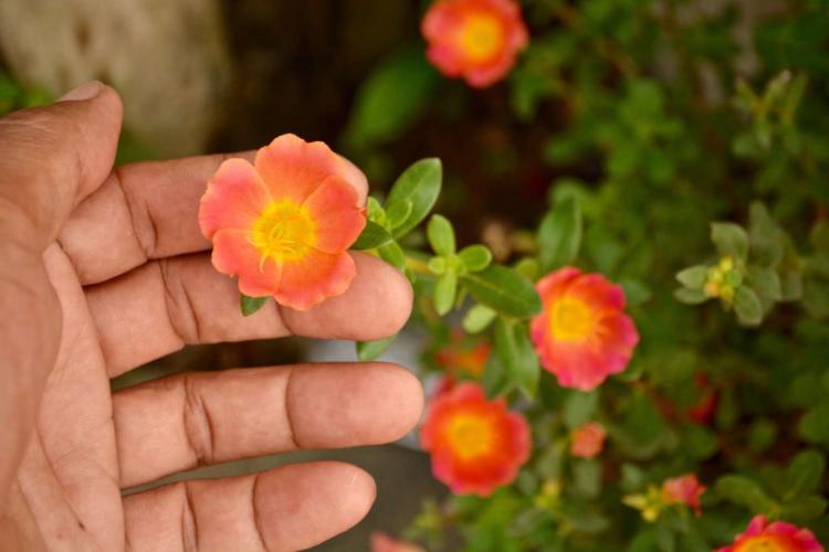 Purslane florets: tips for growing the portulaca grandiflora