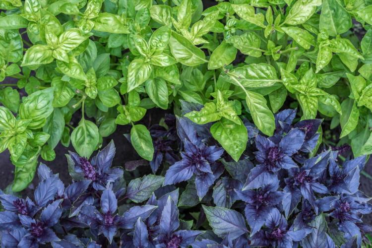 Basil varieties: variety in smell and taste