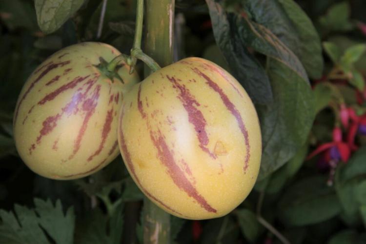 Pepino: Planting, Caring For The Melon Pear