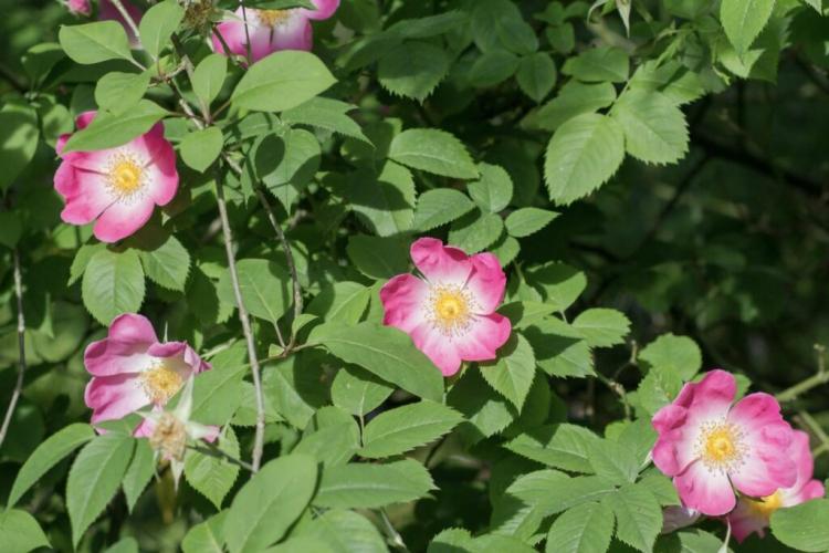 Wild Rose Types: The 20 Most Popular Wild Rose Types