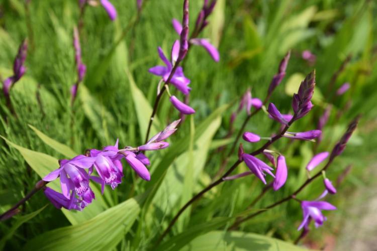 Native & hardy orchids: the most beautiful species for the garden
