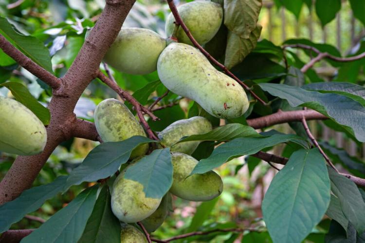 Indian Banana: Everything About Buying, Planting & Harvesting The Pawpaw