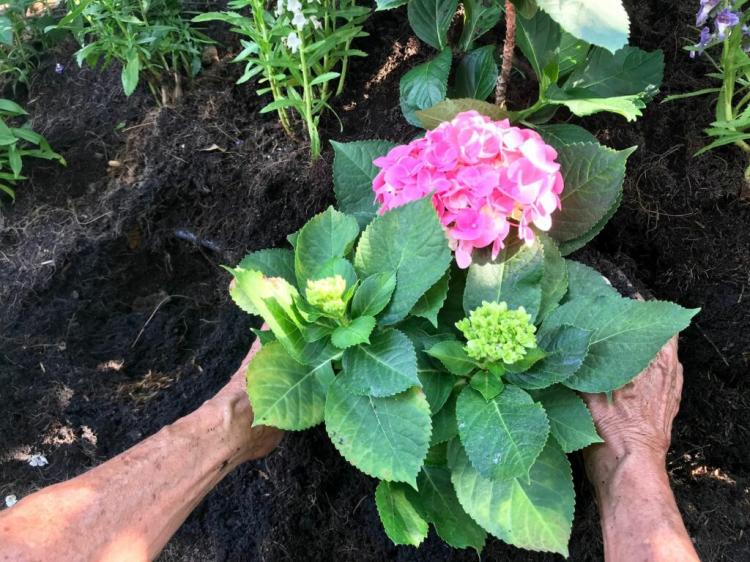 How To Planting Hydrangeas In Pots And Beds