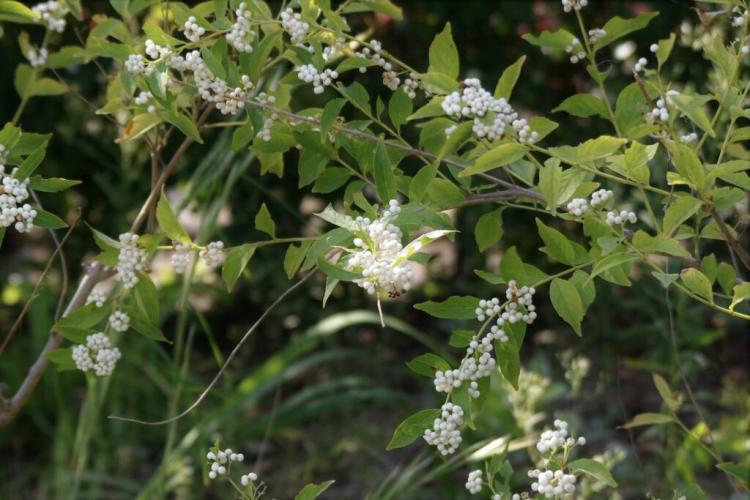 Love pearl bush: planting, maintaining & propagating