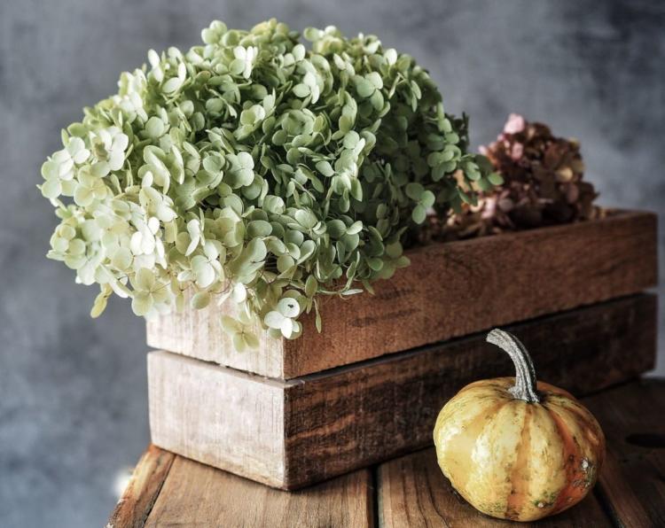 How to dry hydrangeas: instructions for using dried hydrangeas as decoration