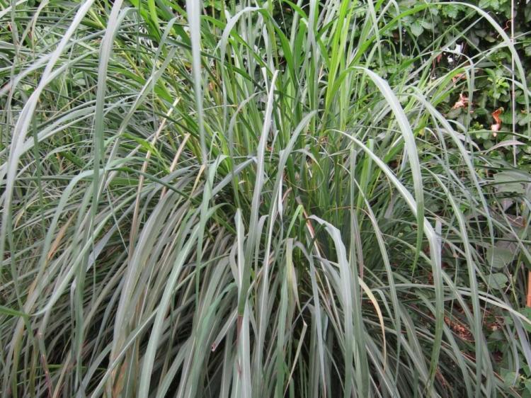 Growing Lemongrass: Planting the Asian Herb in Your Own Garden