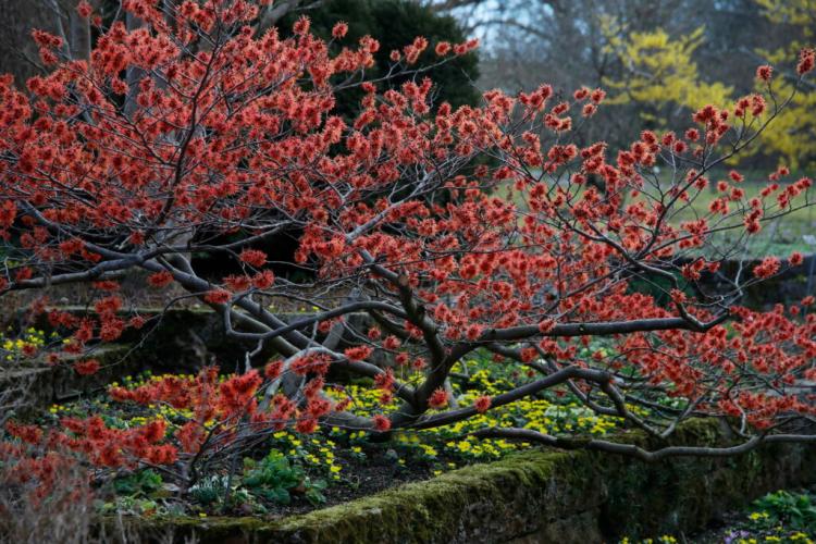 Witch Hazel Planting: Expert Guide To Planting