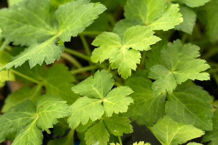 Parsley varieties: curly & flat leaf parsley for cultivation