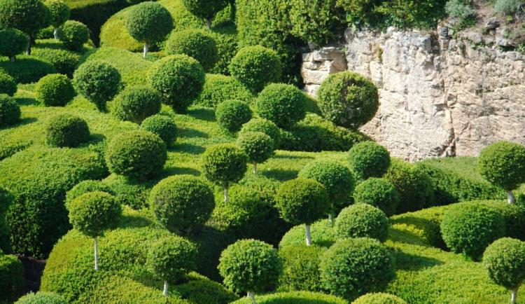 Cutting boxwood: expert tips on timing and procedure