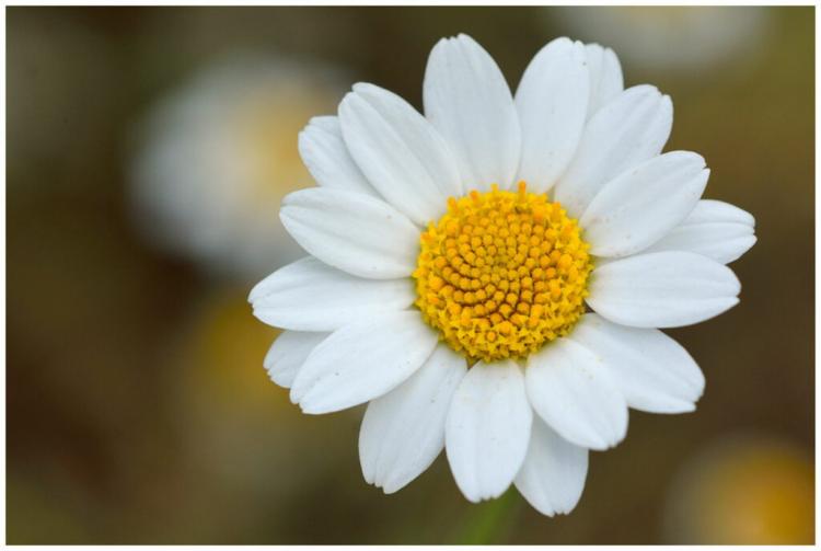 Chamomile: The Queen Of Medicinal Herbs