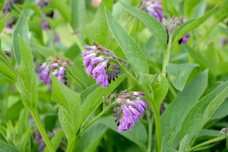 Comfrey: planting & caring for the medicinal herb