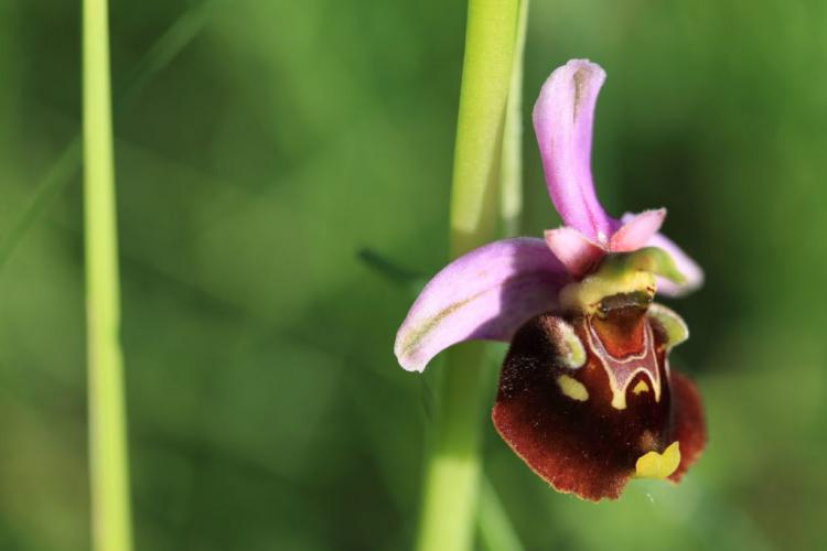 Native & hardy orchids: the most beautiful species for the garden
