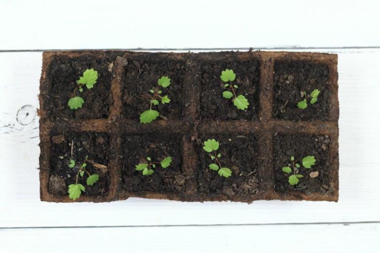 Wild strawberry: planting, care & propagation