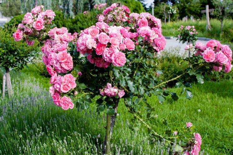 Cutting tree roses: what to watch out for?
