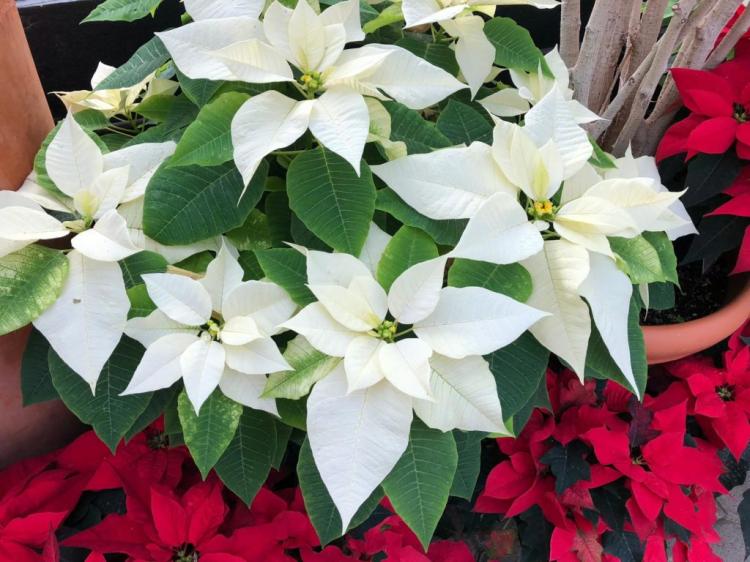 Poinsettia: Everything about planting, caring for and propagating