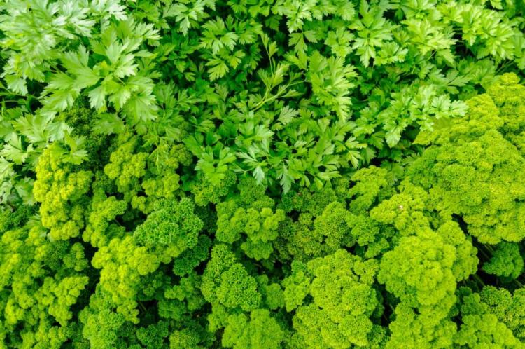 10 Parsley Varieties: Curly And Flat Leaf Parsley For Cultivation