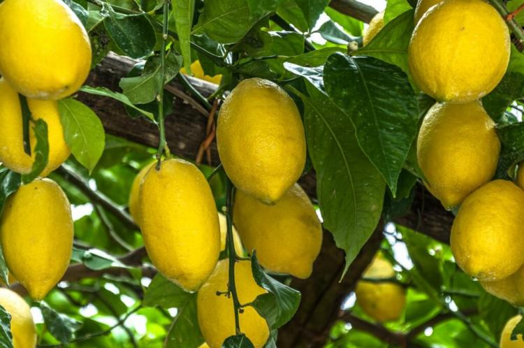 Sorrento Lemon: Traditionally Grown And Extremely Aromatic