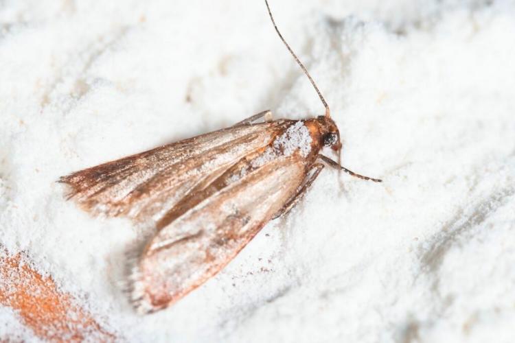 Cocoa moths: looks & tips to control