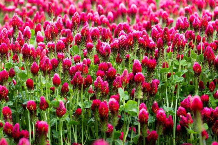 Crimson clover: sowing, sprouting, etc.