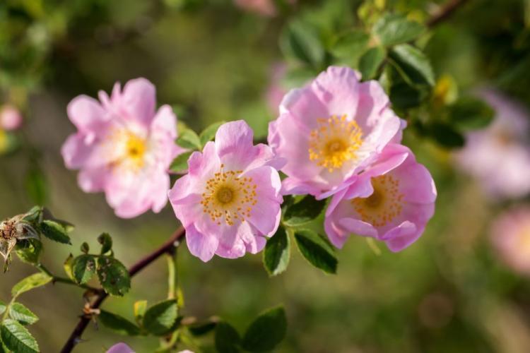 Buy roses: guides & recommended sources of supply