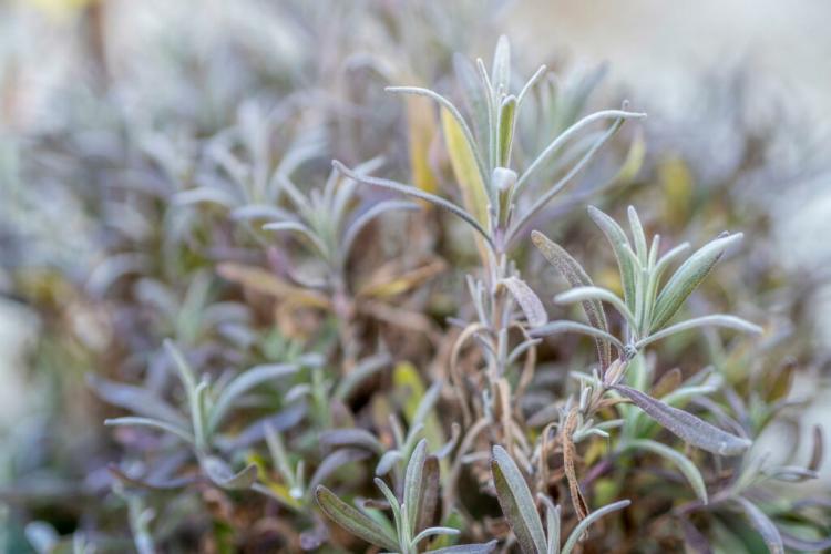 Hardy herbs: suitable species for gardens and balconies