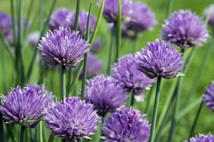 Chive varieties: large, small & fast-growing at a glance