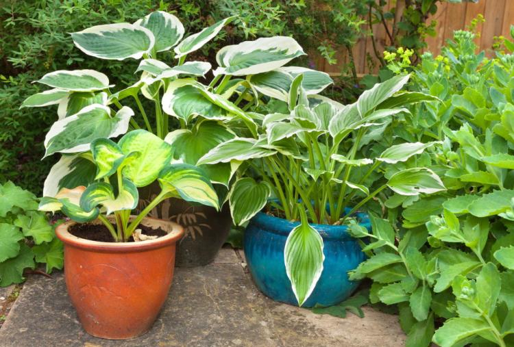 Hosta species: the 100 most beautiful varieties for the garden and pots