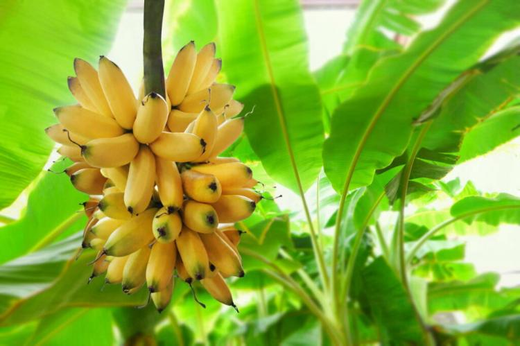 Planting & Maintaining Banana Plant In Your Own Garden