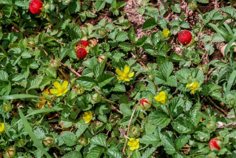Wild strawberry: planting, care & propagation