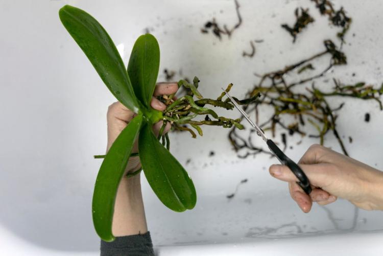 Fertilizing orchids: procedure & care tips from the experts