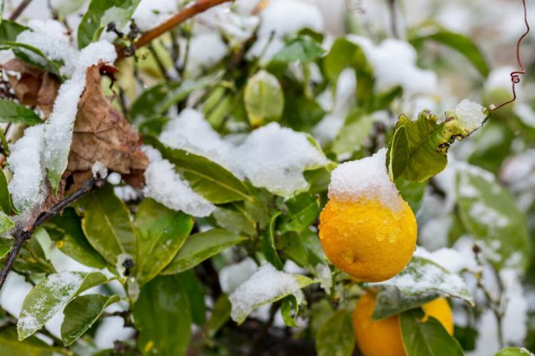 Wintering the orange tree: tips & tricks