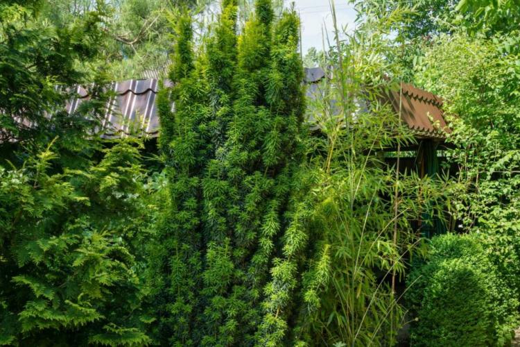 Conifer species: the most beautiful for the garden