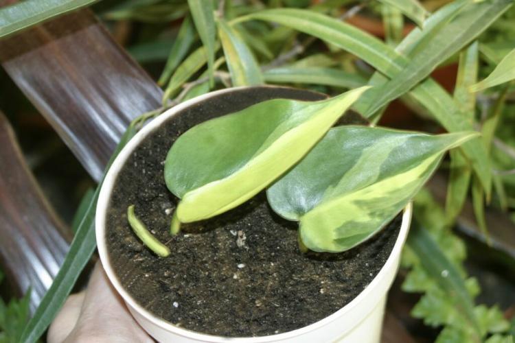 Philodendron Scandens: Varieties, Care & Propagation