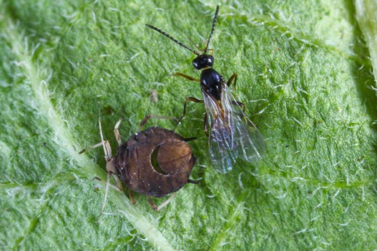 Parasitic wasps against aphids & whitefly: tips for use