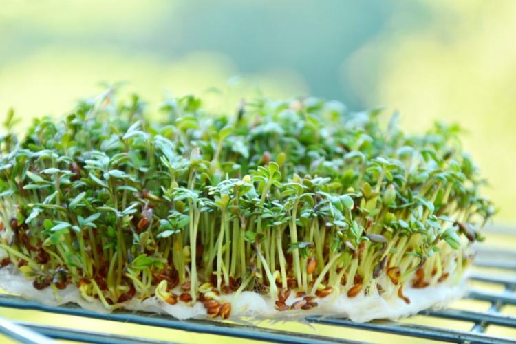 Garden cress: sow, grow and harvest yourself