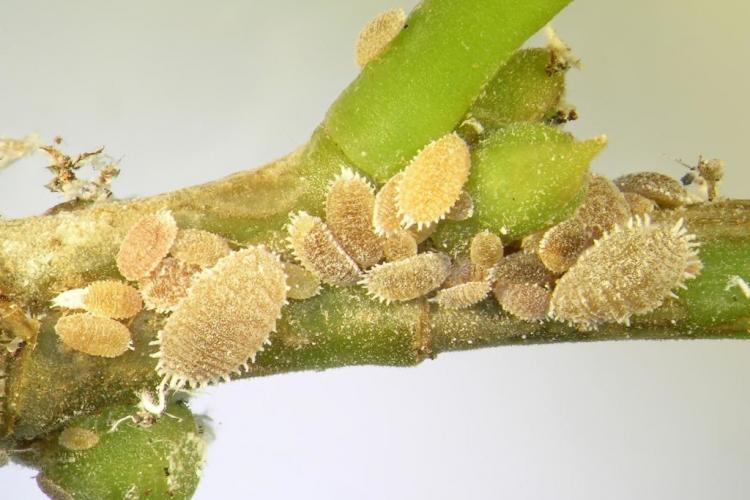 Mealybugs: Detect, Prevent And Control
