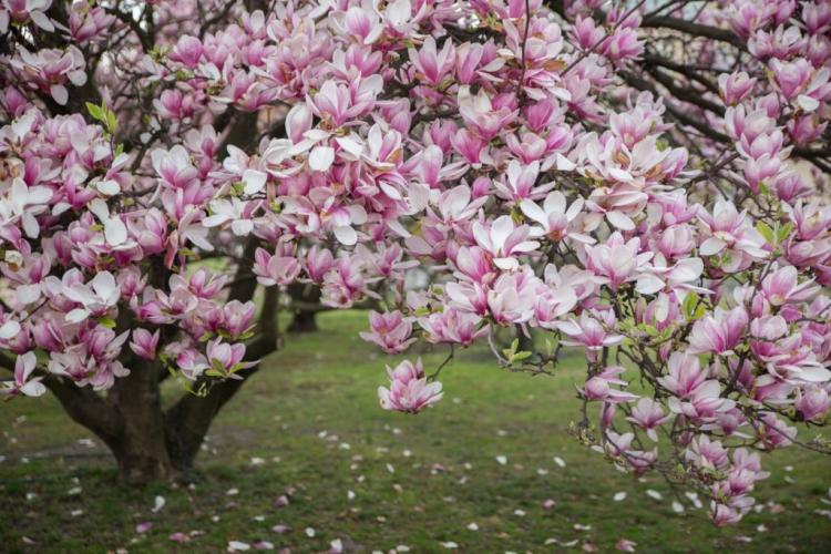Magnolia: How To Planting, Cutting And Propagating The Magnolia Tree