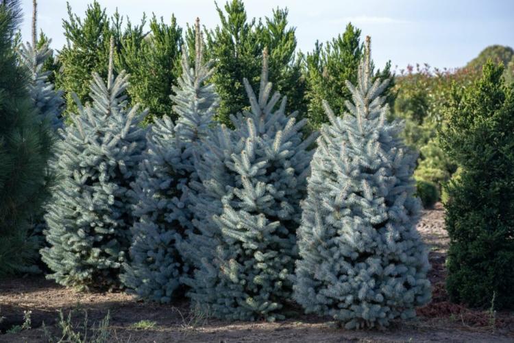 Conifer species: the most beautiful for the garden