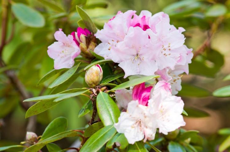 Fertilizing rhododendrons: the right fertilizer & timing