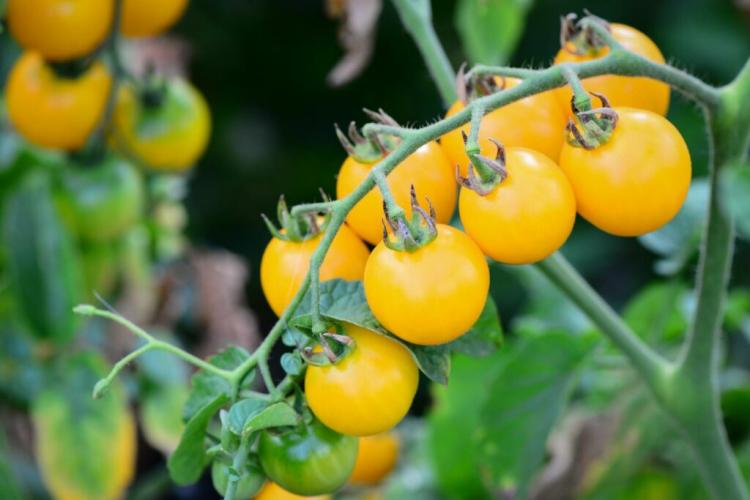 Yellow tomatoes: the best varieties and tips for planting