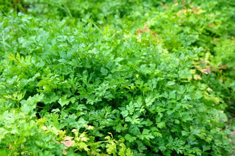 Caring for parsley: cutting, fertilizing, watering & Co.