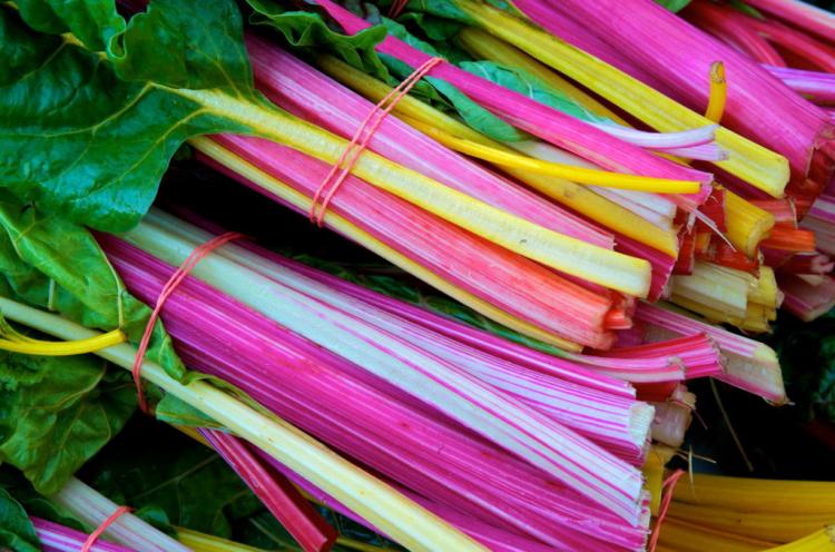 Harvesting Swiss chard: Everything about harvest time, storage and shelf life