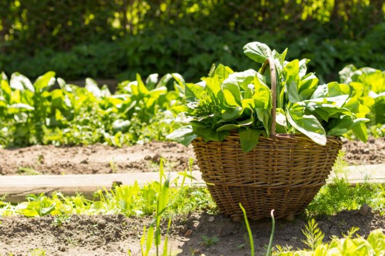 Harvesting spinach: timing, procedure & storage