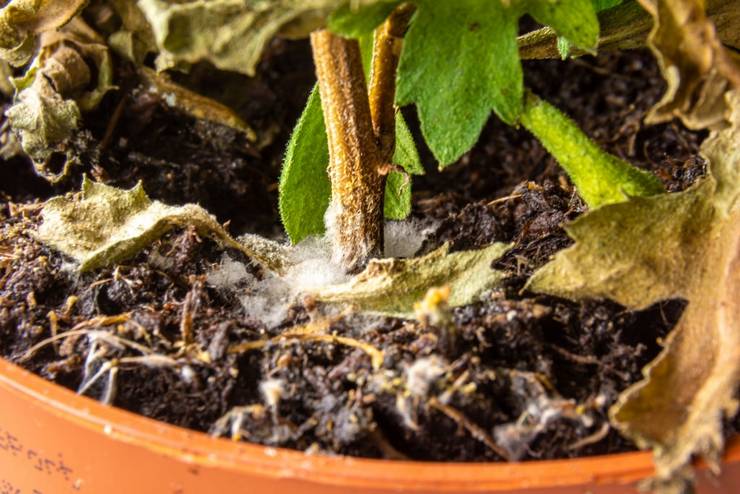 Potting Soil Molds: Causes, Prevention And Control