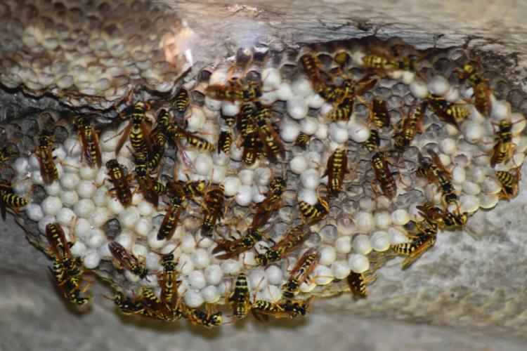 Wasps And Wasp Nest: How To Recognize, Remove And Control?