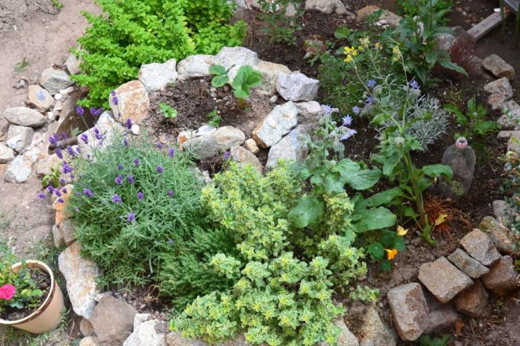 Lavender plants: location, flowering time & instructions